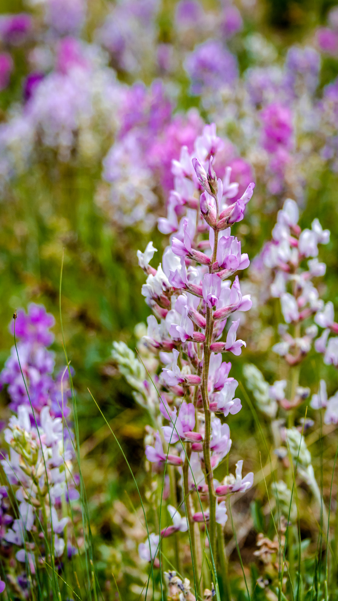Where to see wildflowers in Breckenridge, CO